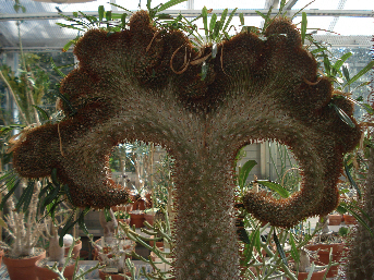 Pachypodium lamerei
